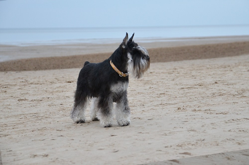 Софи/Asson Ari Vivien Marceau. Питомник цвергшнауцеров в Беларуси «Делинсо Бэлэнс»
