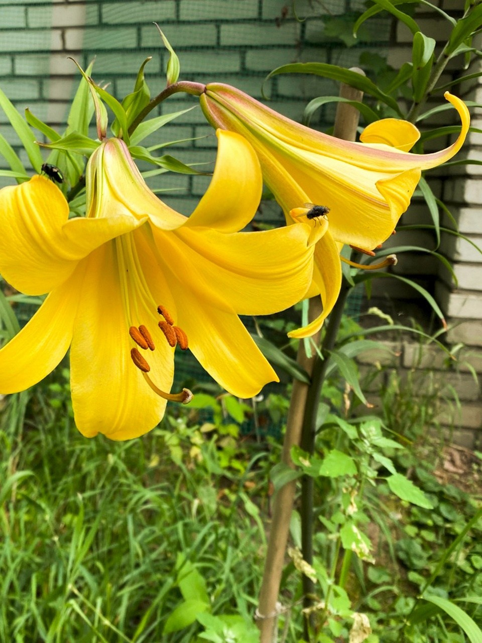 Новости. Дом Шрёдера