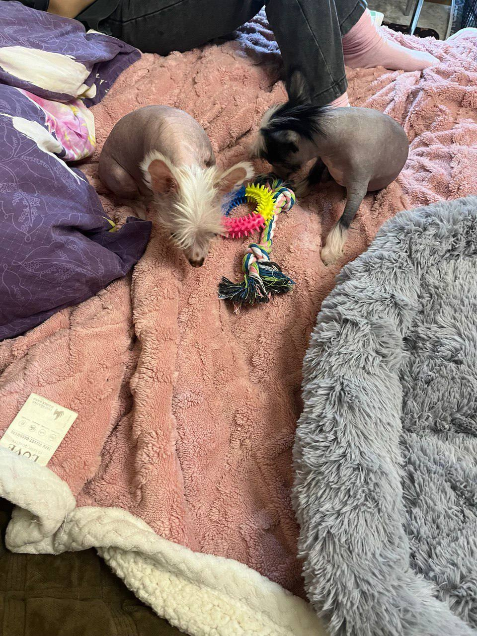 Дора и Доминика уехали домой. Питомник китайских хохлатых собак Poale Ell: купить щенка в питомнике