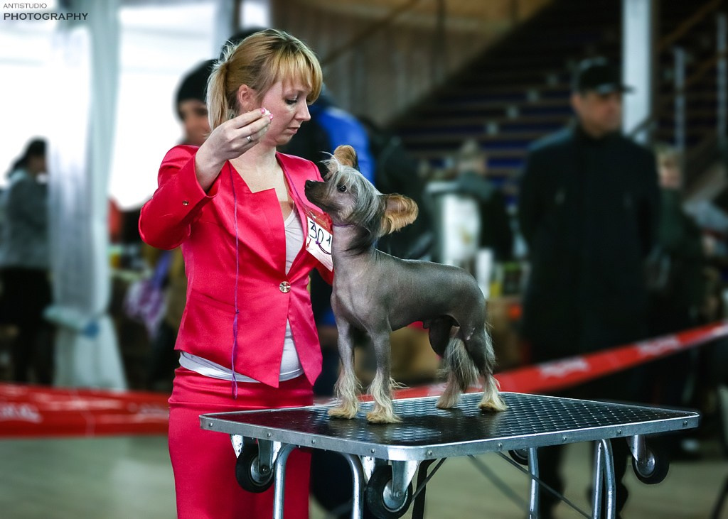 Poale Ell Adam. Poale Ell Chinese Crested Dog Kennel: Buy a puppy from the kennel