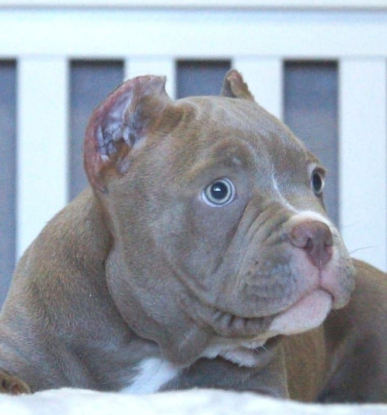 купить щенка American Bully в Ставрополе