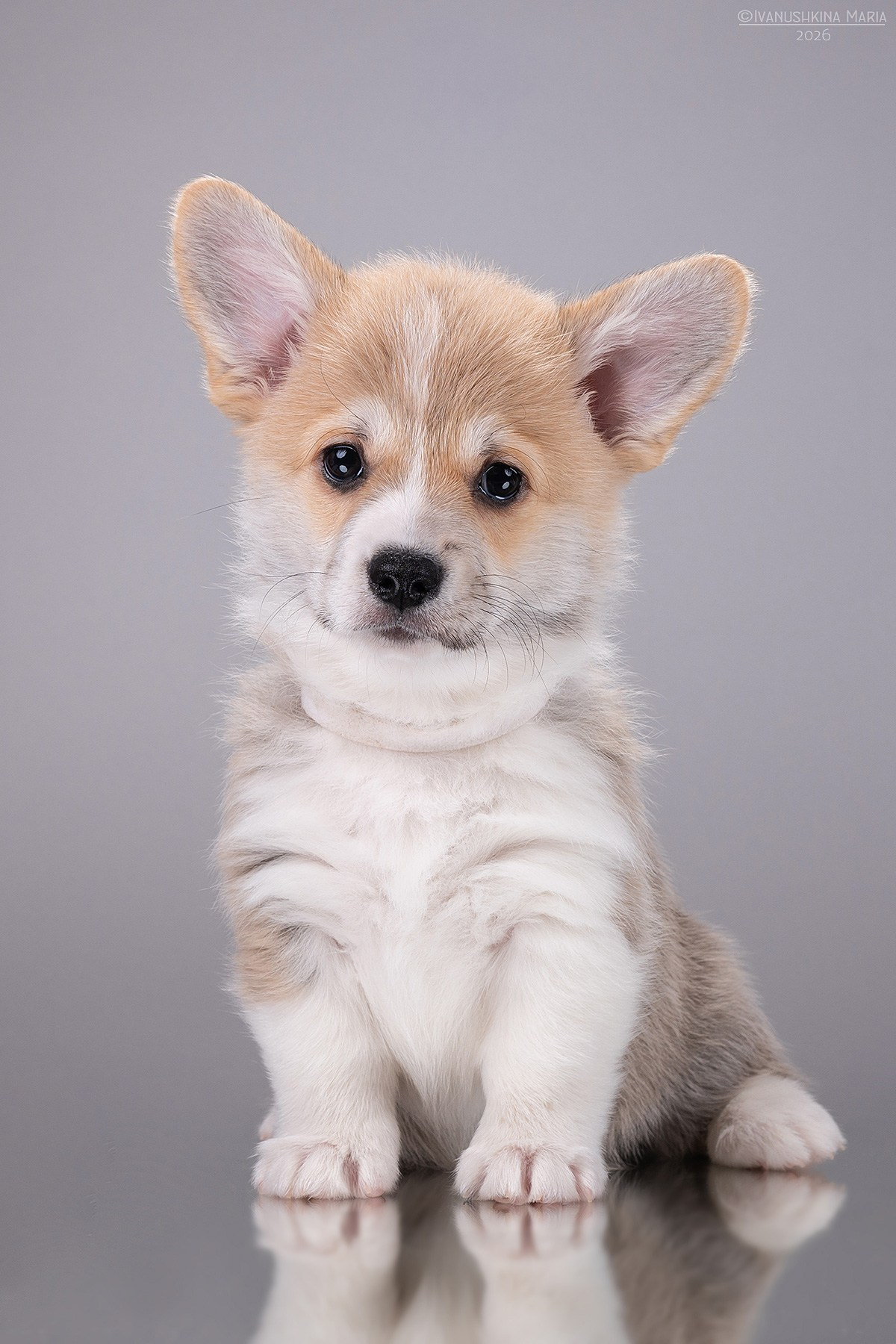 Фотосессия щенков на фонах. Фотограф собак в Москве и Московской области Иванушкина Мария