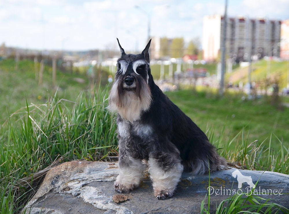 Софи/Asson Ari Vivien Marceau. Питомник цвергшнауцеров в Беларуси «Делинсо Бэлэнс»