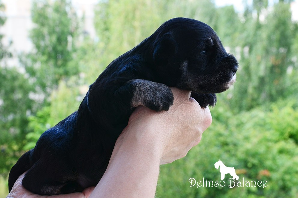 Гелик/ Delinso Balance Enamorado De-Ti. Питомник цвергшнауцеров в Беларуси «Делинсо Бэлэнс»