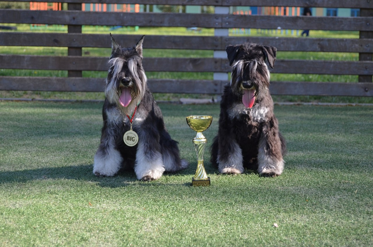 Майбах/Delinso Balance Argyris. Питомник цвергшнауцеров в Беларуси «Делинсо Бэлэнс»