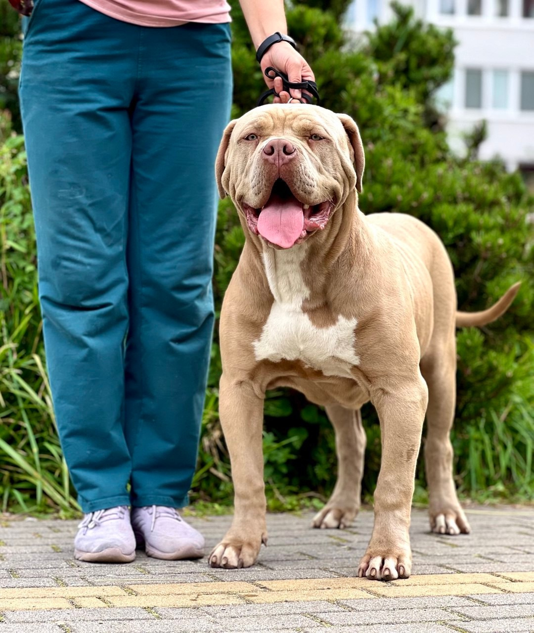 GBU ESKOBAR. Американские булли XL в г. Калининград. Питомник Great Bully UNIVERSE