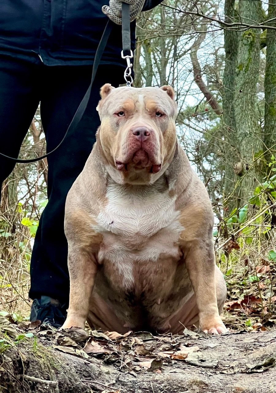 BBK’s Amber. Американские булли XL в г. Калининград. Питомник Great Bully UNIVERSE