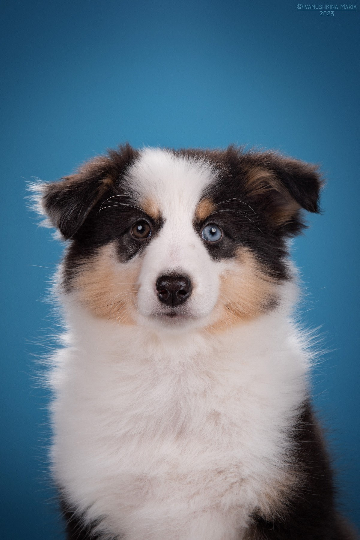 Фотосессия щенков на фонах. Фотограф собак в Москве и Московской области Иванушкина Мария