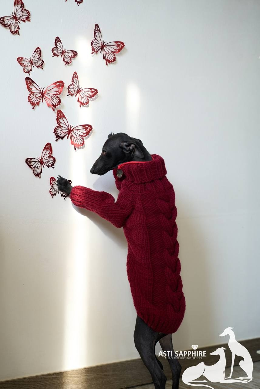 Итоги февраля. Профессиональный питомник левреток РКФ/FCI ASTI SAPPHIRE 💎 Сочи|Санкт-Петербург