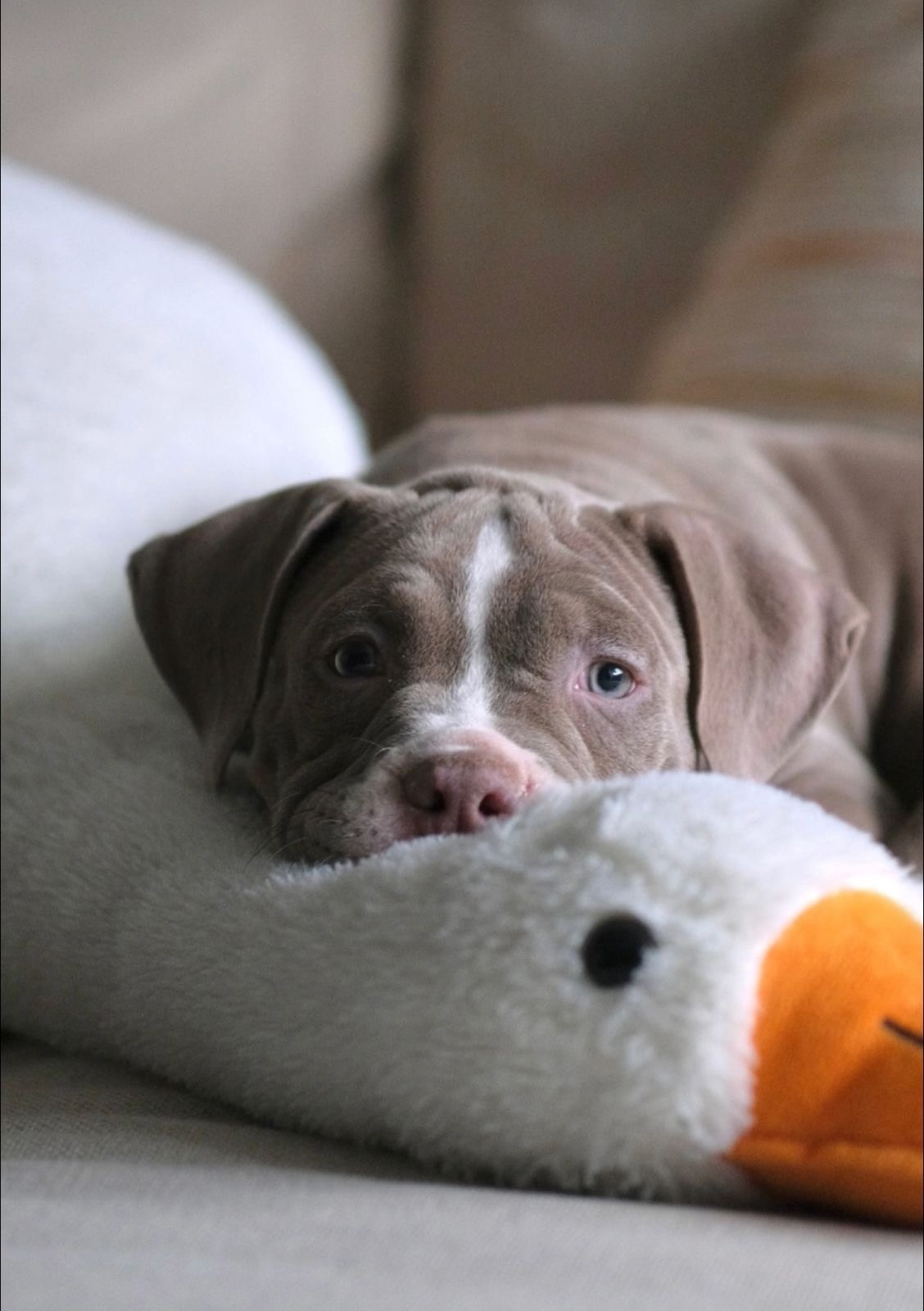 купить щенка в Ростове American Bully
