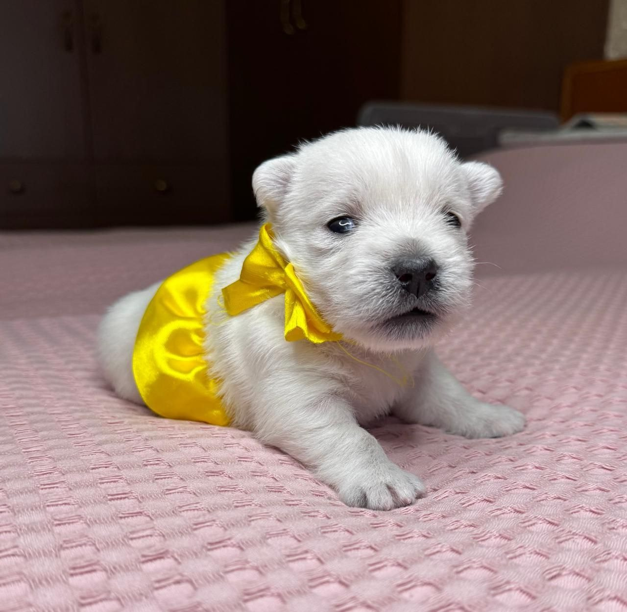 Щенки 14.01.2025. Питомник собак породы вест хайленд вайт терьер в Москве