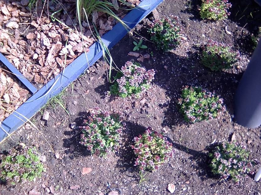 ВНИМАНИЕ! ФЕСТИВАЛЬ ЛАНДШАФТНОГО СТРОИТЕЛЬСТВА. 俄罗斯设计估算