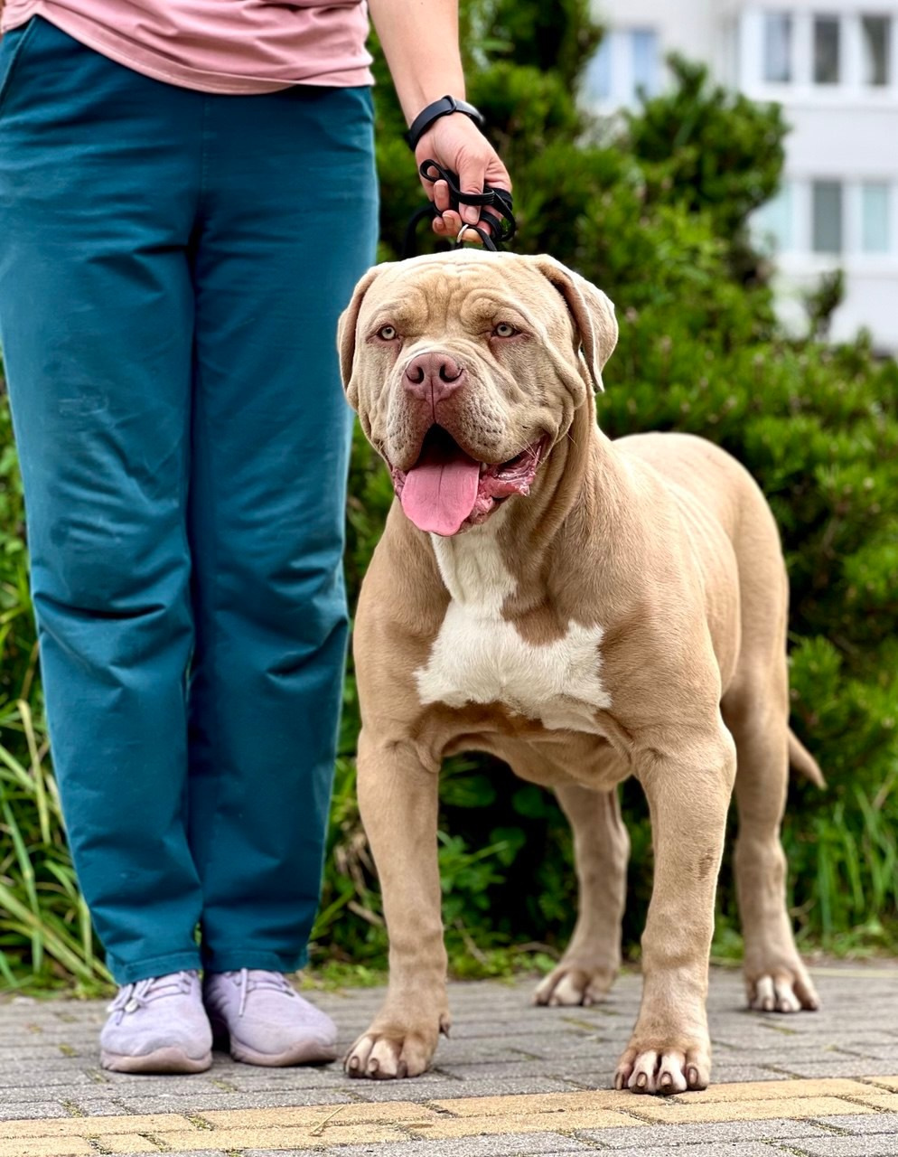 GBU ESKOBAR. Американские булли XL в г. Калининград. Питомник Great Bully UNIVERSE