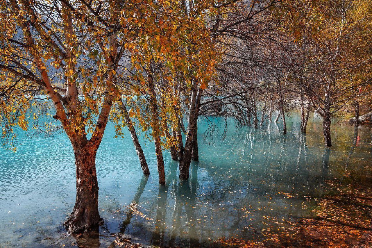 Группа деревьев с золотисто-оранжевой осенней листвой, стоящих в бирюзовой воде озера Иссык в районе Алматы. Вода прозрачная, отражает ветви и листву деревьев. На поверхности видны опавшие листья, создающие живописный осенний пейзаж. В глубине кадра продолжаются ряды деревьев, уходящих вдоль береговой линии.