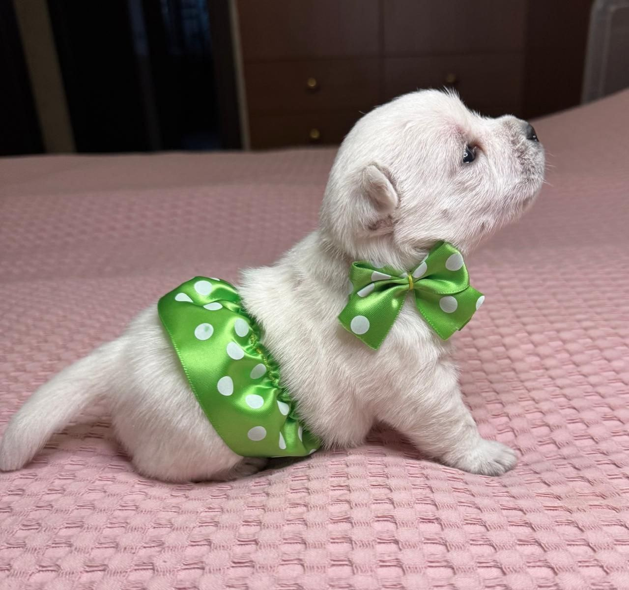 Щенки 14.01.2025. Питомник собак породы вест хайленд вайт терьер в Москве