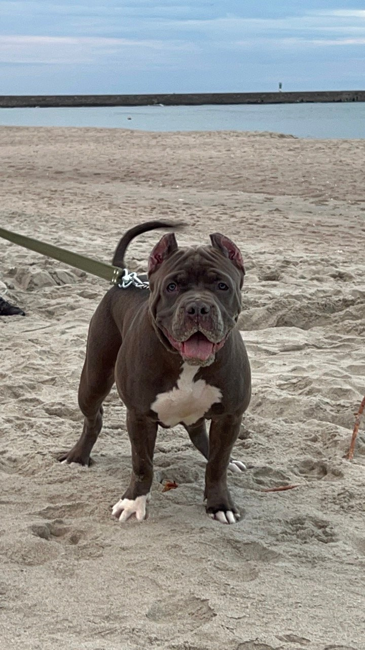 GBU Xanamoon. Американские булли XL в г. Калининград. Питомник Great Bully UNIVERSE