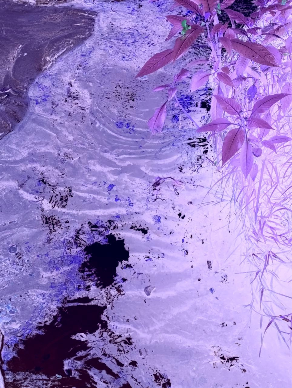 Елена Чернышова — Пираты воображения