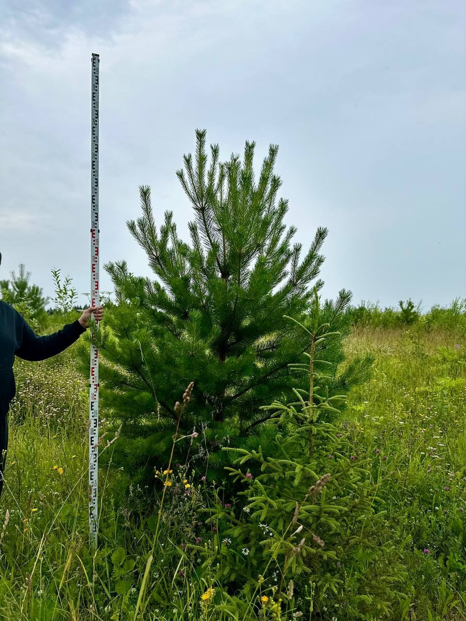 Крупномеры РФ