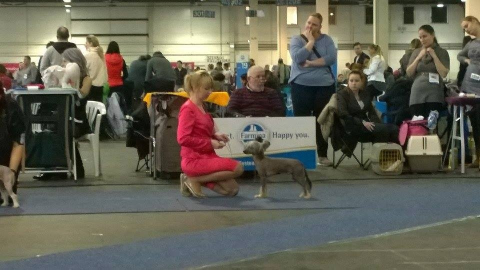 Budapest, Hungary. Our Adam — POALE ELL ADAM — for the third day in a row, excellent 1 (¼), CAC. Chinese Crested Dog Kennel Poale Ell