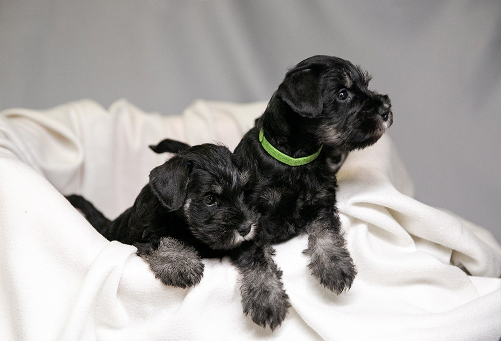 щенок цвергшнауцера