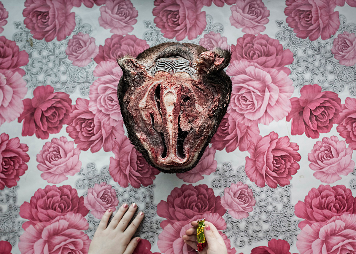 Lip of the moose is a traditional  New Year meal. Far North, Siberia by Elena Anosova