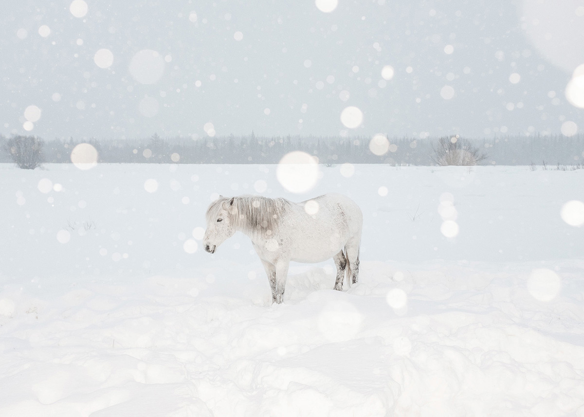 Pregnant mare found in the field outside the settlement. Horses in the settlement are semi-feral. Far North, Siberia by Elena Anosova