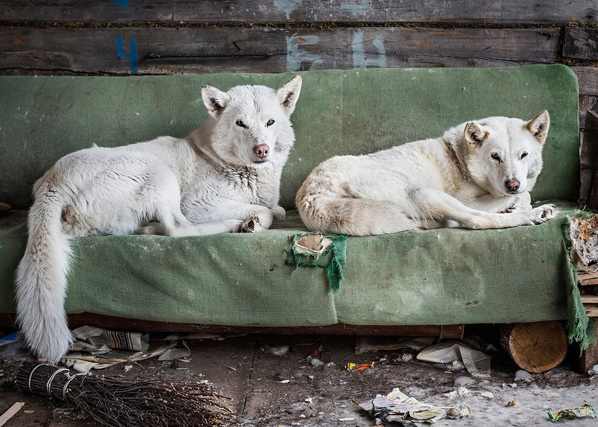 Locals crossbreed dogs with best-hunting qualities and keep genealogical track of each animal. Far North, Siberia by Elena Anosova