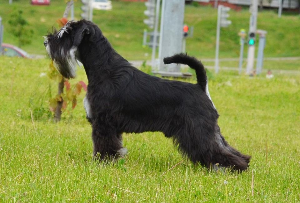 Майбах/Delinso Balance Argyris. Питомник цвергшнауцеров в Беларуси «Делинсо Бэлэнс»