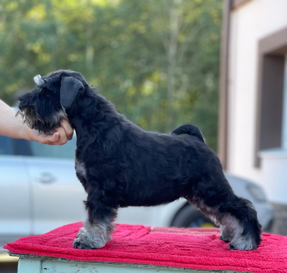 #цвергшнауцер #щенокцвергшнауцера #питомникцвергшнауцеров #делинсобэлэнс