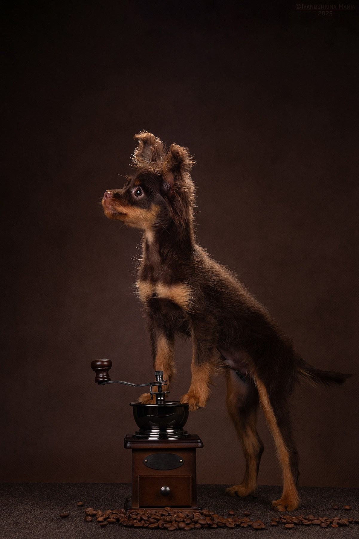 Фотосессия щенков на фонах. Фотограф собак в Москве и Московской области Иванушкина Мария