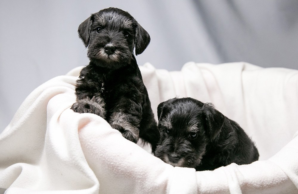 щенок цвергшнауцера