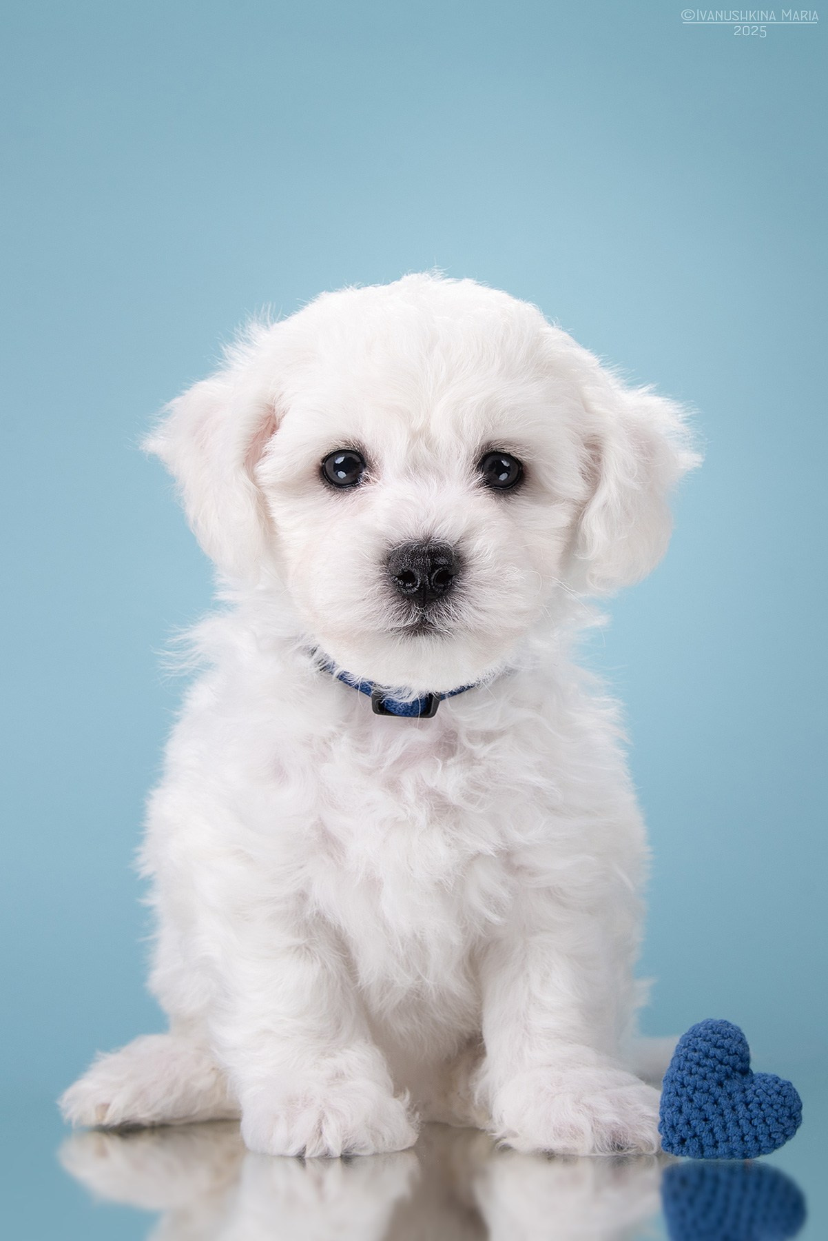 Фотосессия щенков на фонах. Фотограф собак в Москве и Московской области Иванушкина Мария