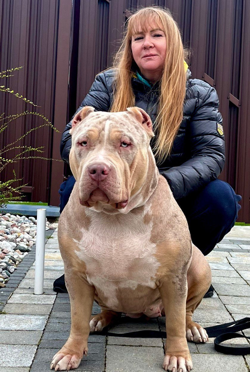 BBK’s Amber. Американские булли XL в г. Калининград. Питомник Great Bully UNIVERSE