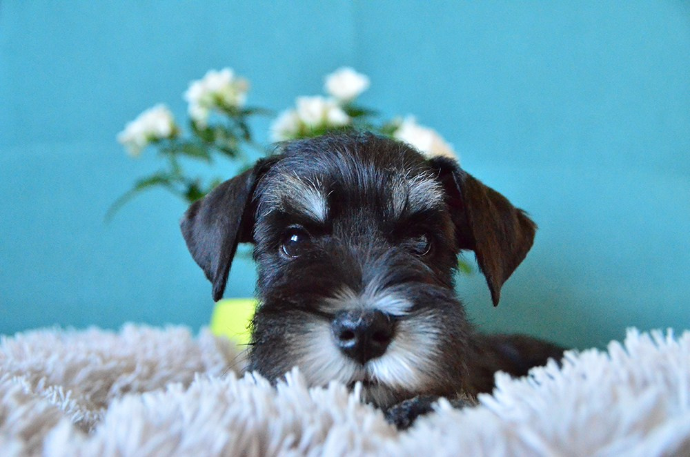 Litter «CH» 08.01.2025. Питомник цвергшнауцеров в Беларуси «Делинсо Бэлэнс»