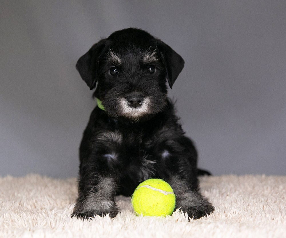 Щеночек предлагается! Юдай/ Делинсо Бэлэнс Юдай Гин-Куро/ Delinso Balance Yudai Gin-Kuro