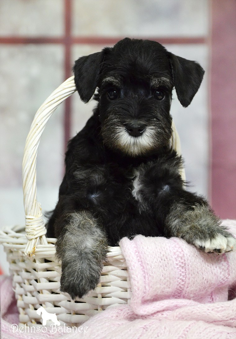 Питомник Делинсо Бэлэнс, щенки цвергшнауцера, купить щенка цвергшнауцера, питомник цвергшнауцеров, кобель цвергшнауцера для вязки, щенок цвергшнауцера, питомник цвергшнауцеров, черный с серебром, цверг, лучший питомник в беларуси, цвергшнауцеры минск, питомник цвергшнауцеров Минск, цвергшнауцер