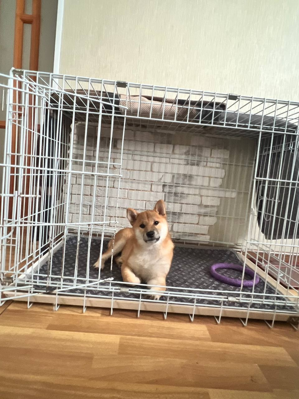 Как приучить сибу к клетке