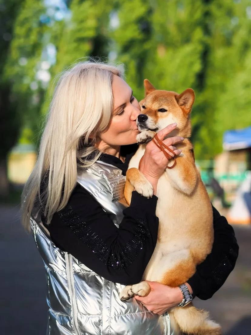 TENKEY VENERA SHARMING. Питомник сиба-ину «Sharm Grais» в Краснодаре