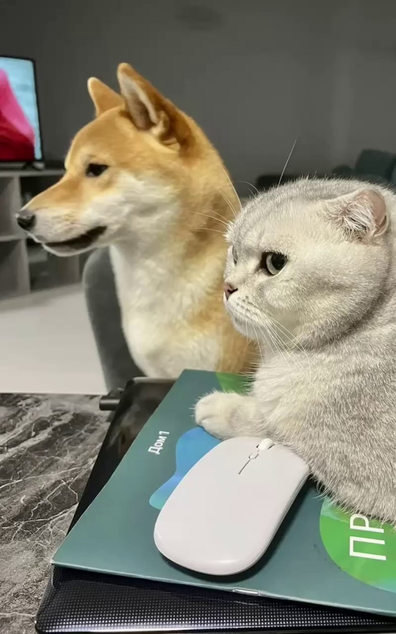 Сибы и кошки