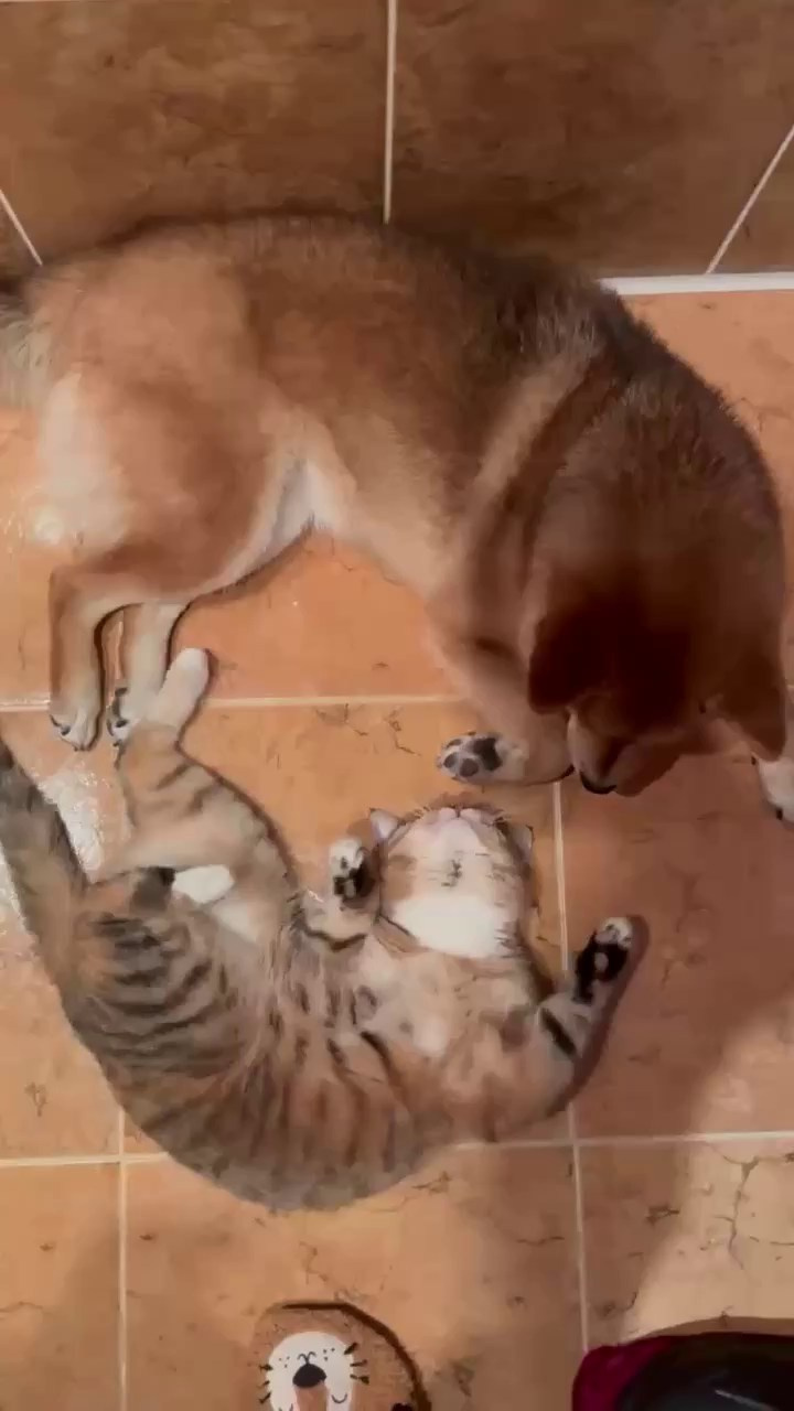 Сибы и кошки