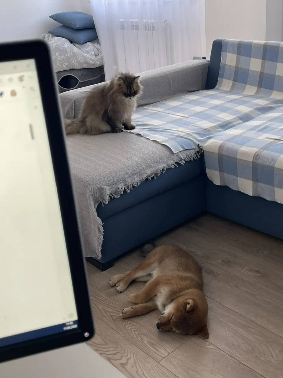 Сибы и кошки