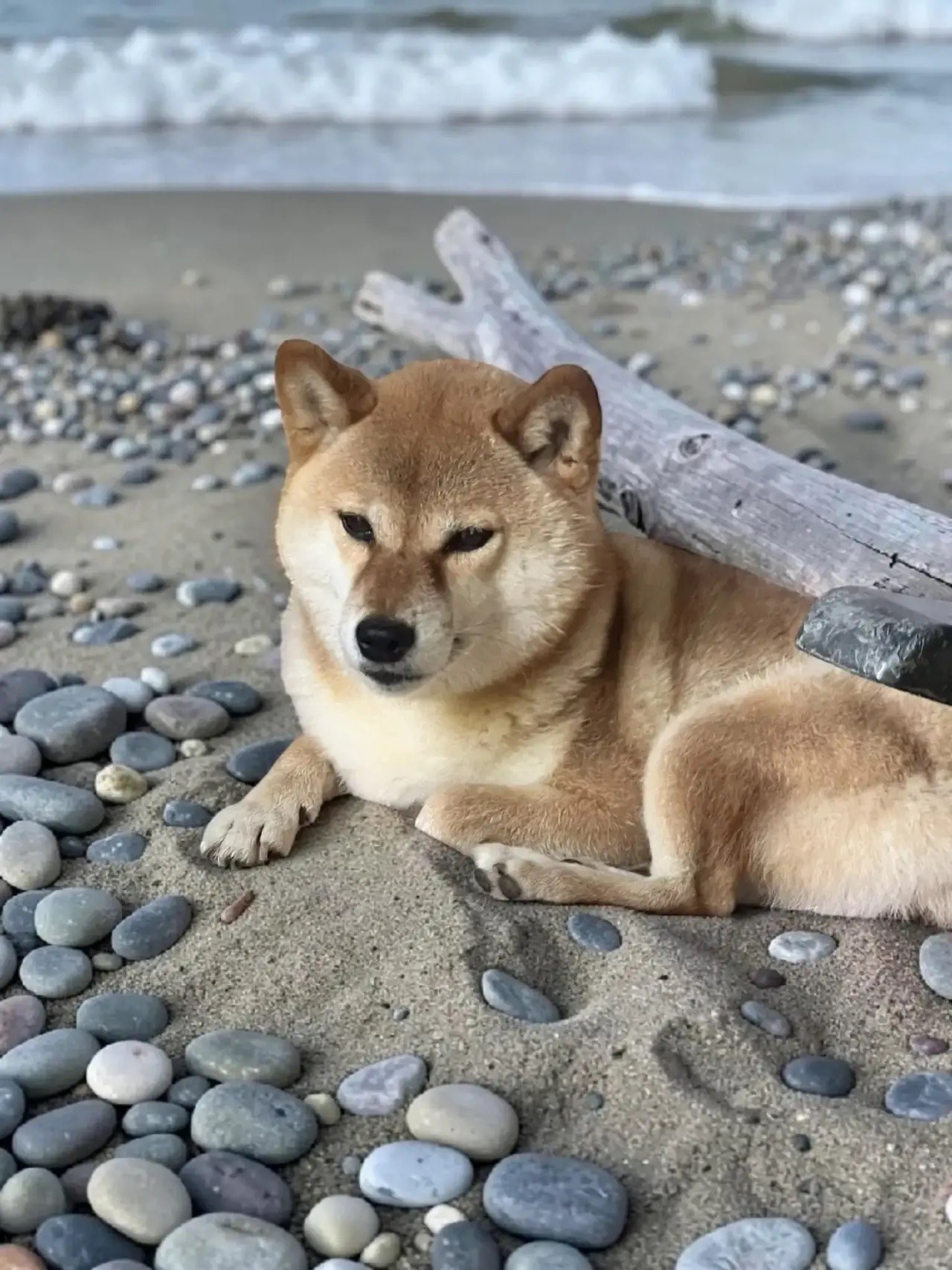 TENKEY VENERA SHARMING. Питомник сиба-ину «Sharm Grais» в Краснодаре