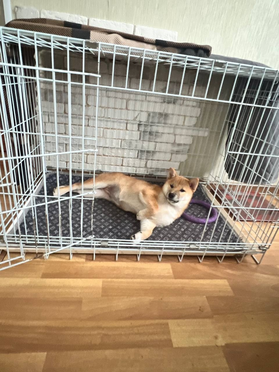Как приучить сибу к клетке