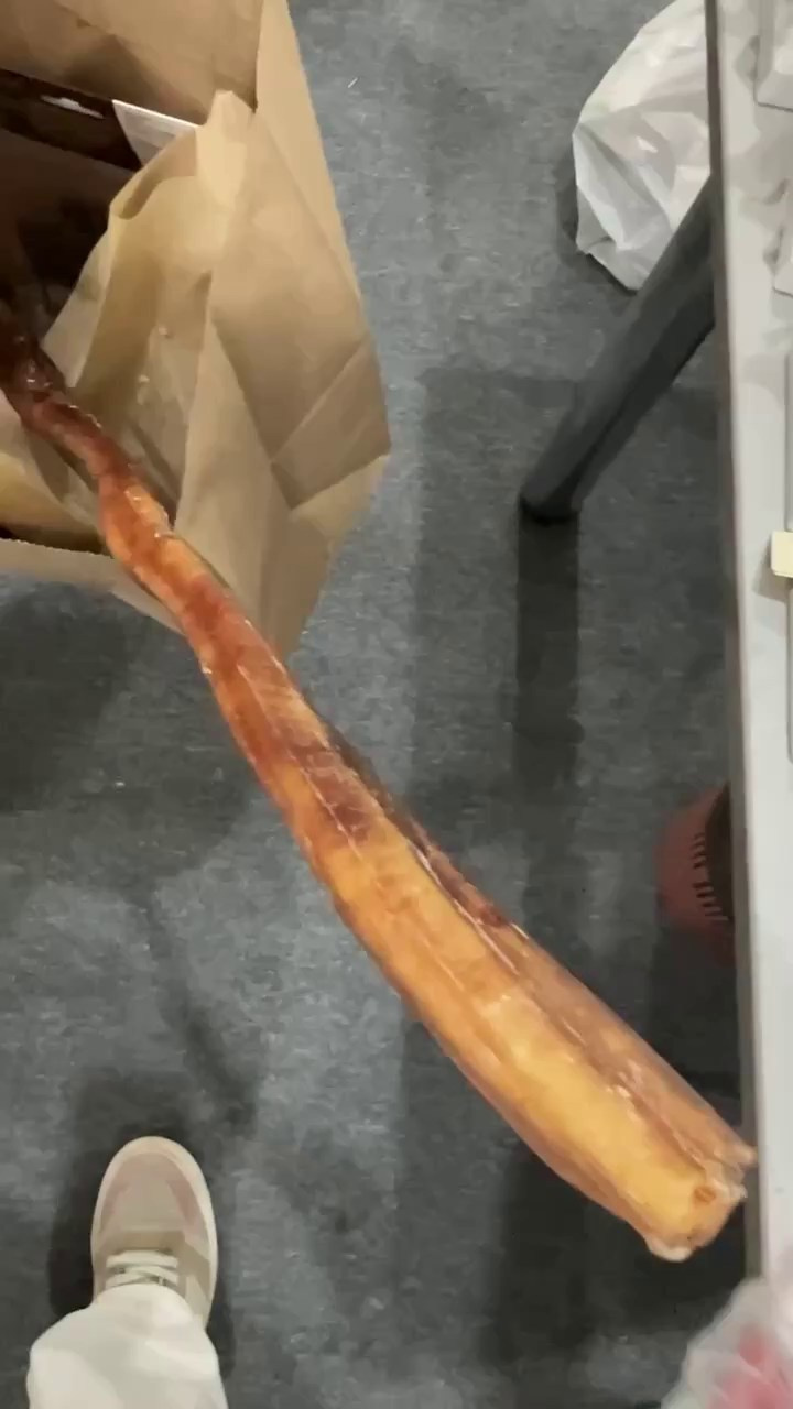 Выставка собак в Иркутске
