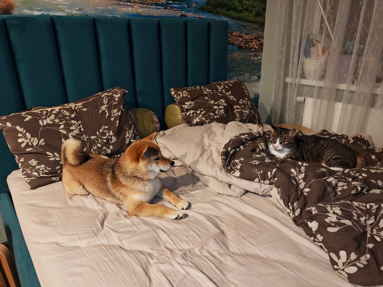 Сибы и кошки