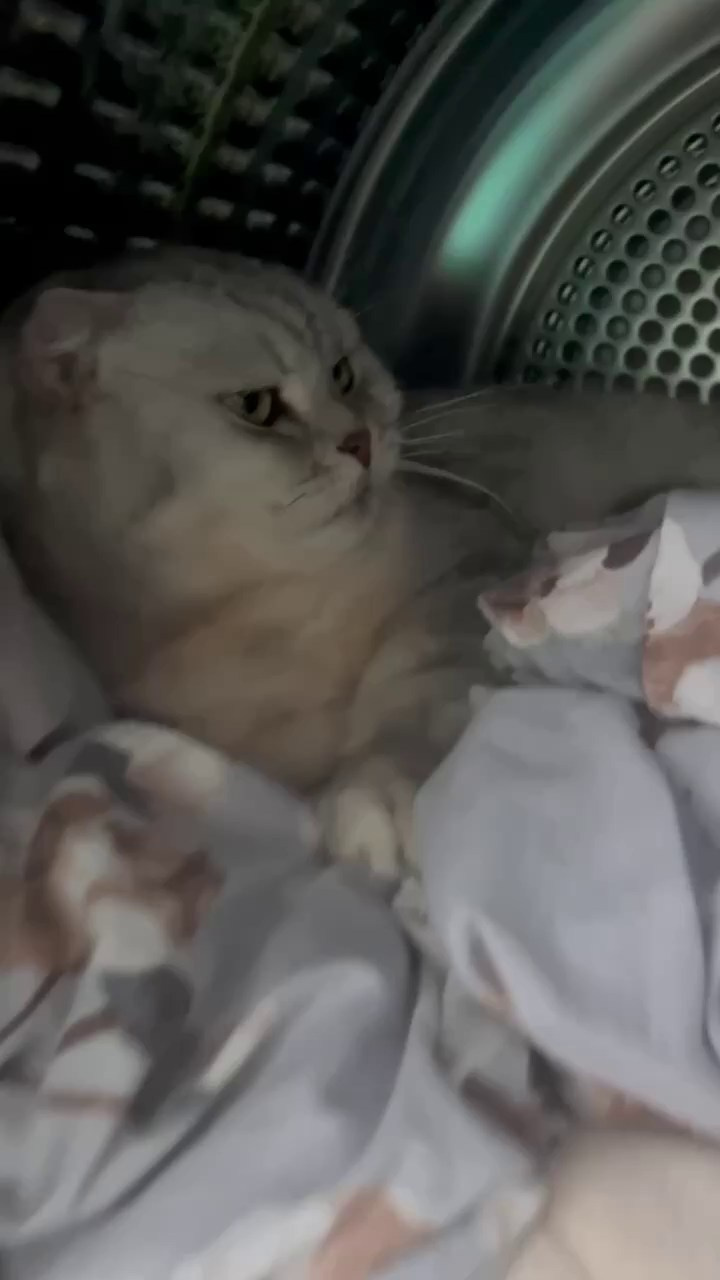 Сибы и кошки