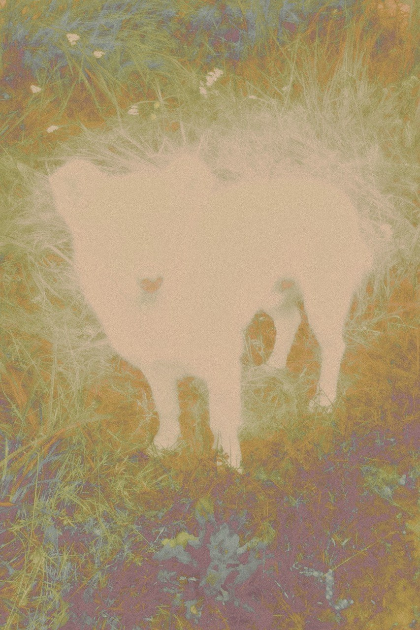 СНЫ О ДЕТСТВЕ. Визуальный артист Наташа Солнцева