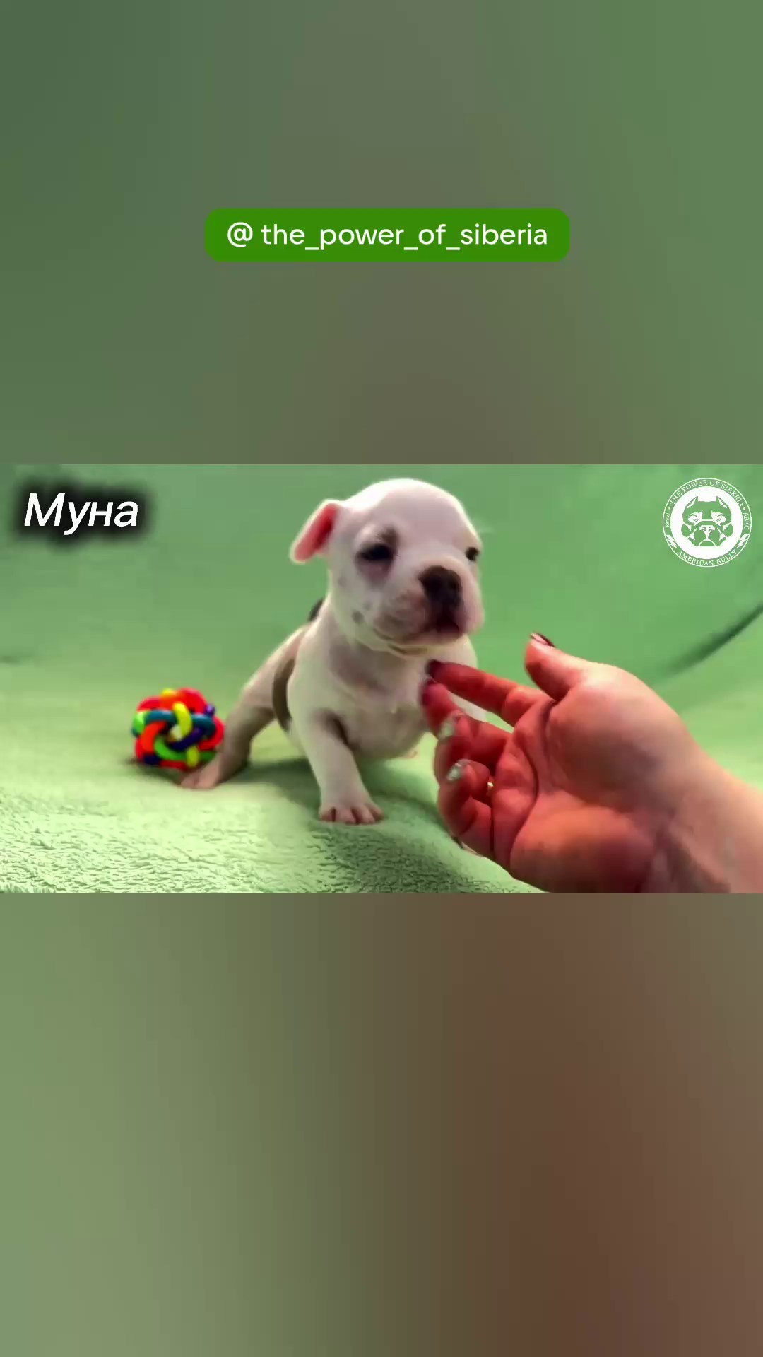 Все свободные щенки. Американский Булли в г. Ростов-на-Дону. Питомник THE POWER OF SIBERIA