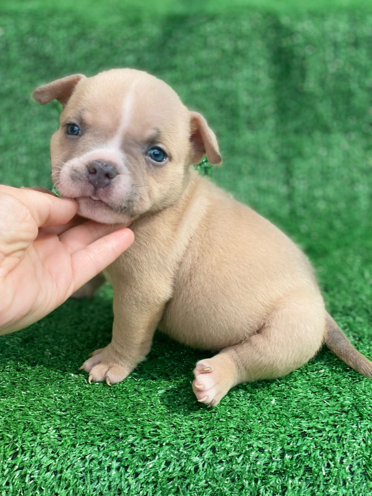 Помет Каспер и Кентуки. 14.05.25. Американский Булли в г. Ростов-на-Дону. Питомник THE POWER OF SIBERIA