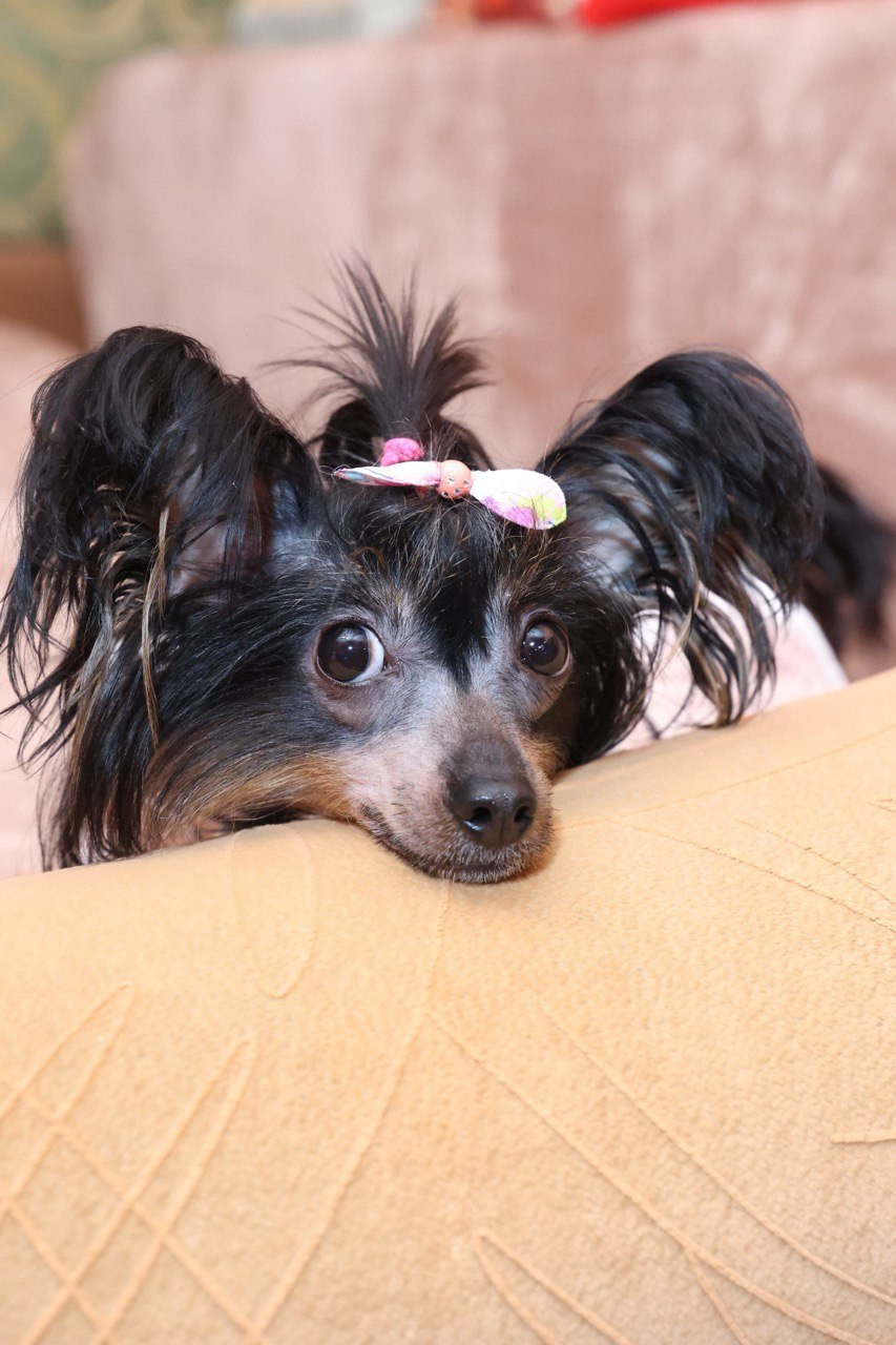 Victoria (Poale Ell Viktoriya) is one year old!. Chinese Crested Dog Kennel Poale Ell